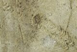 Cruziana (Fossil Trilobite Trackway) - Indiana #325680-2